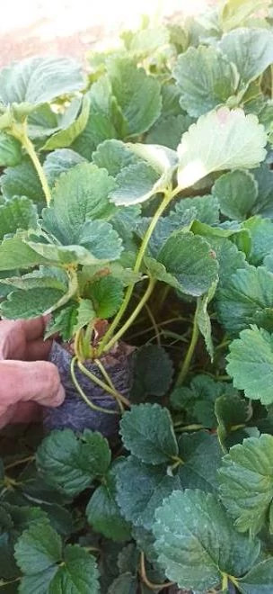 خرید نهال(نشا) توت فرنگی نژاد سابرینا درشت شیرین مقاوم به کم ابی و سرما
