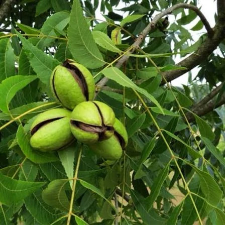 خرید نهال گردو پکان 5 ساله سایز بزرگ درشت بسیار اقتصادی مقاوم به کم ابی و سرما