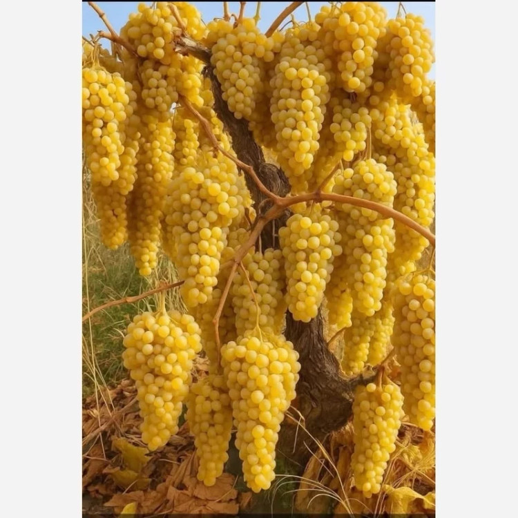 خرید نهال انگور زرد کشمشی بی دانه (ریشه پرس) درشت شیرین اب دار بسیار اقتصادی مقاوم به کم ابی و سرما