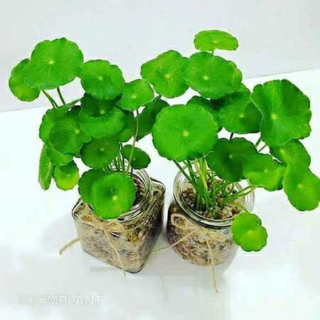خرید گیاه آبزی هیدروکوتیل یا قدح مریم زیبا مقاوم به کم ابی و گرما