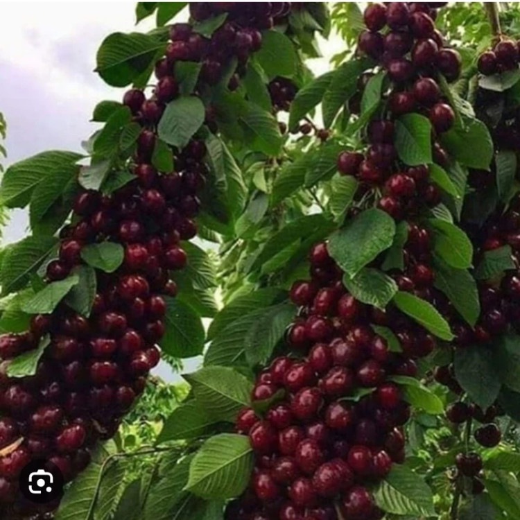 خرید نهال گیلاس خوشه ای درشت و شیرین بسیار اقتصادی مقاوم به کم ابی و سرما