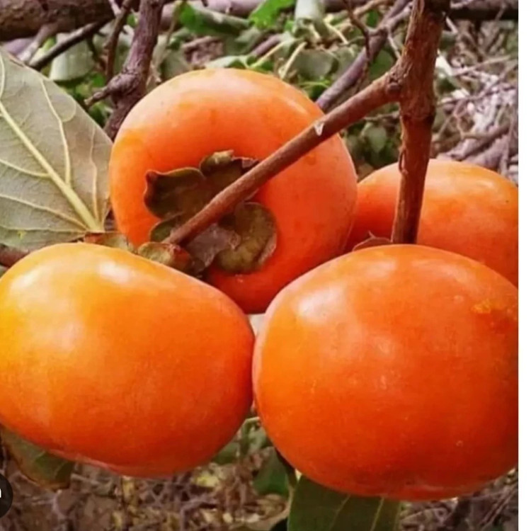 خرید نهال خرمالو گوجه ای ریشه پرس درشت شیرین اب دار بسیار اقتصادی مقاوم به کم ابی و سرما