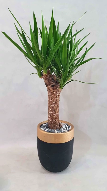 خرید نهال گل یوگا بسیار زیبا خوش زنگ مقاوم به کم ابی و گرما