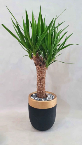 خرید نهال گل یوگا بسیار زیبا خوش زنگ مقاوم به کم ابی و گرما