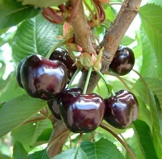 خرید نهال گیلاس سیاه درشت شیرین اب دار بسیار اقتصادی مقاوم به کم ابی و سرما