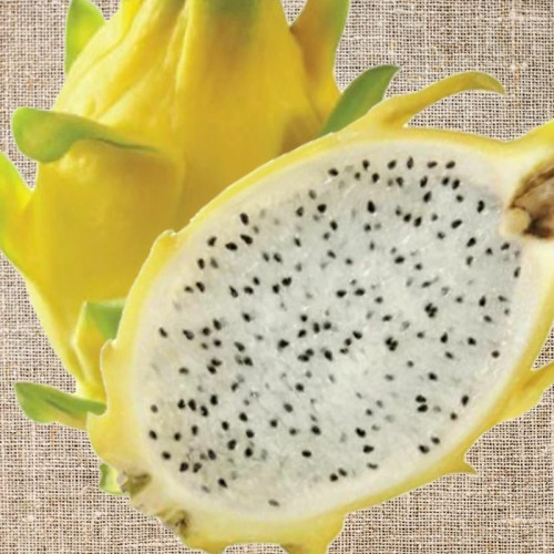 خرید نهال دراگون فروت زرد قلمه درشت بسیار اقتصادی مقاوم به کم ابی و سرما
