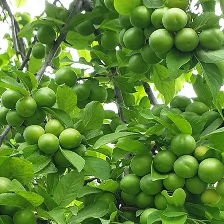 خرید نهال آلوچه سبز درشت شهریار اب دار بسیار اقتصادی مقاوم به کم ابی و سرما