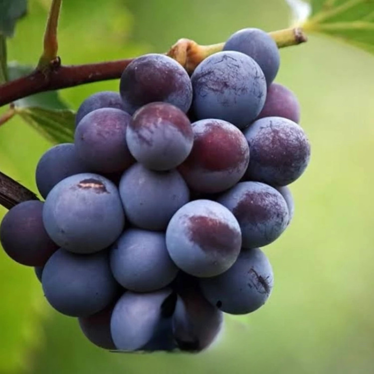 خرید نهال انگور شرابی برگینه نهال درشت شیرین اب دار بسیار اقتصادی مقاوم به کم ابی و گرما