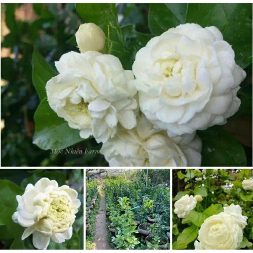 خرید نهال یاس معطر توسکانی گلهای بزرگ زیبا مقاوم به کم ابی و گرما