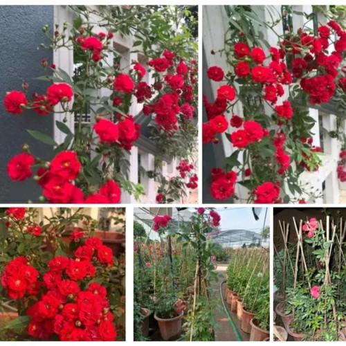 خرید نهال گل رز رونده قرمز با گلهای بزرگ و زیبا مقاوم به کم ابی و گرما