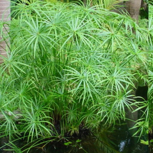 خرید نهال نخل مرداب زیبا مقاوم به کم ابی و گرما