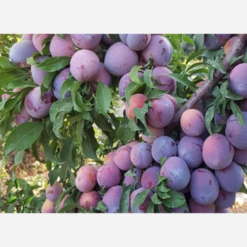 خرید نهال آلو شابلون کالیفرنیا پربار درشت شیرین اب دار بسیار اقتصادی مقاوم به کم ابی و سرما