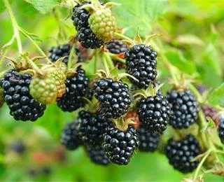 خرید نهال رازبری سیاه درشت شیرین مقاوم به کم ابی و گرما
