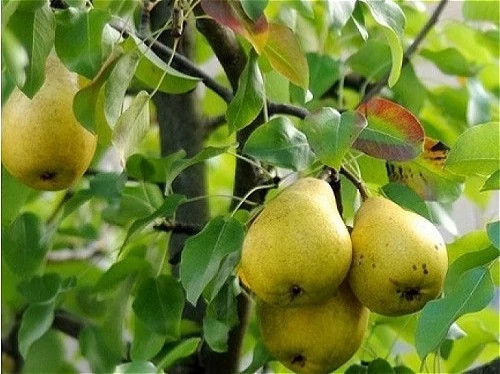 خرید نهال گلابی درشت شیرین اب دار بسیار اقتصادی مقاوم به کم ابی و سرما