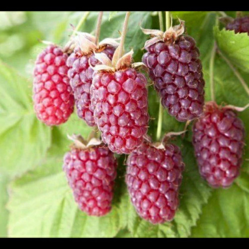 خرید نهال تمشک درشت لوگان بری درشت شیرین مقاوم به کم ابی و گرما