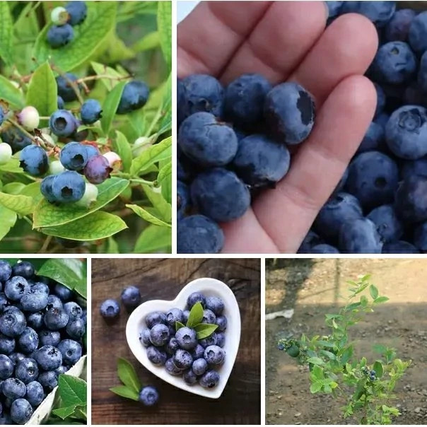 خرید نهال بلوبری دوک درشت شیرین اب دار بسیار اقتصادی مقاوم به کم ابی و سرما