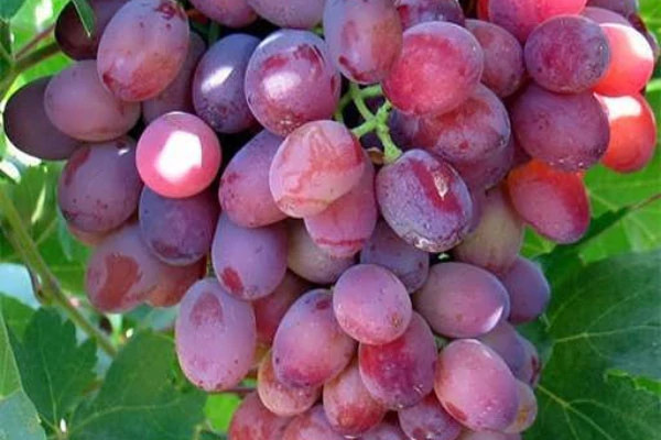خرید نهال انگور صاحبی قرمز درشت شیرین اب دار بسیار اقتصادی مقاوم به کم ابی و سرما
