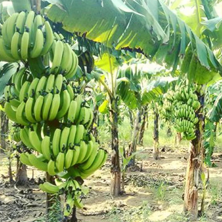 خرید نهال موز کاوندیش سوپر درشت شیرین مقاوم به کم ابی و سرما