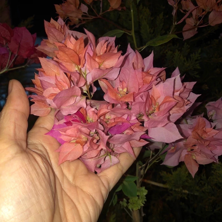 خرید نهال گل کاغذی نارنجی پرپر گلهای بزرگ و زیبا مقاوم به کم ابی و گرما