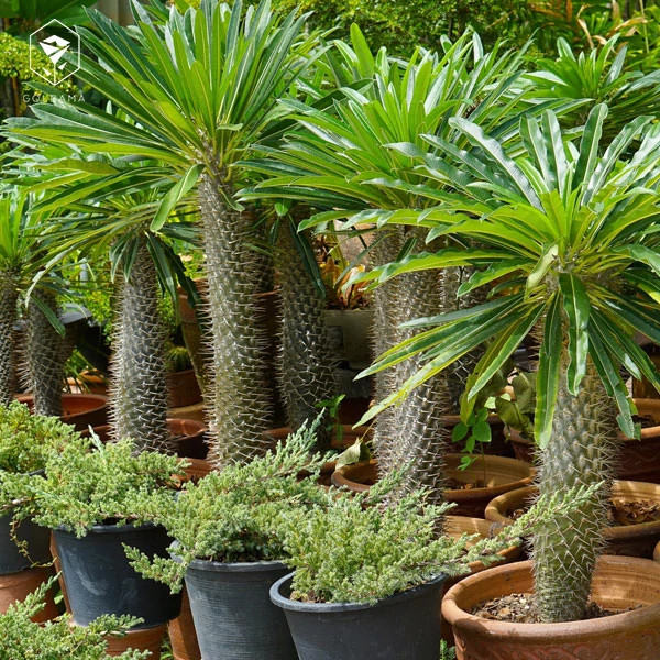 خرید نخل ماداگاسکار (سایز بزرگ) زیبا بسیار اقتصادی مقاوم به کم ابی و گرما