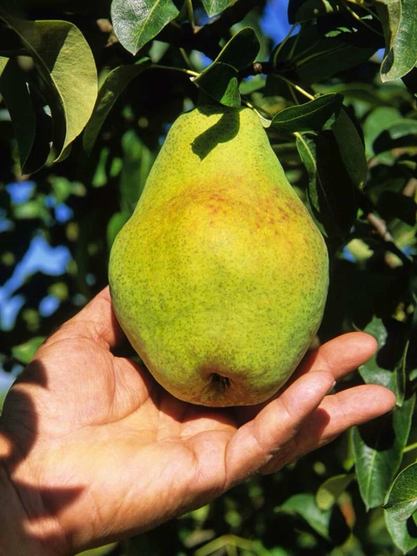 خرید نهال گلابی درگزی درشت شیرین اب دار بسیار اقتصادی مقاوم به کم ابی و سرما