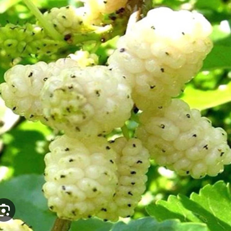 خرید نهال توت سفید هرات درشت شیرین اب دار بسیار اقتصادی مقاوم به کم ابی و سرما