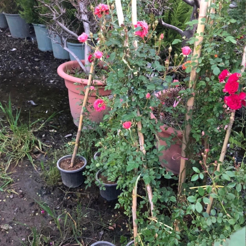 خرید نهال رز رونده صورتی معطر با گلهای بزرگ زیبا مقاوم به کم ابی و کرما