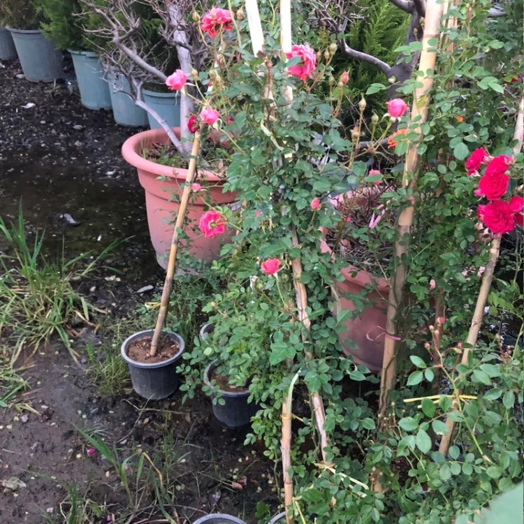 خرید نهال رز رونده صورتی معطر با گلهای بزرگ زیبا مقاوم به کم ابی و کرما