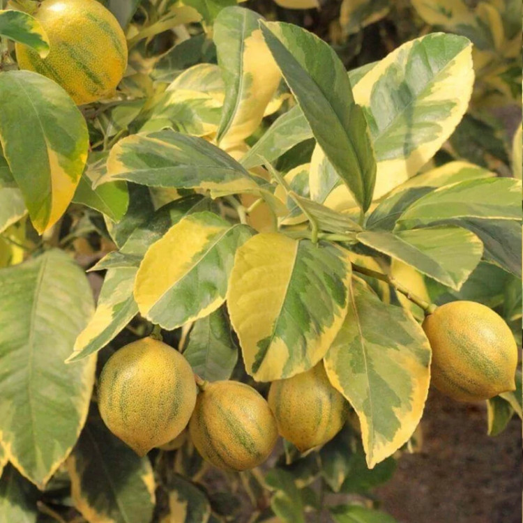 خرید نهال لیمو ترش خونی ابلق اب دار بسیار اقتصادی مقاوم به کم ابی و گرما