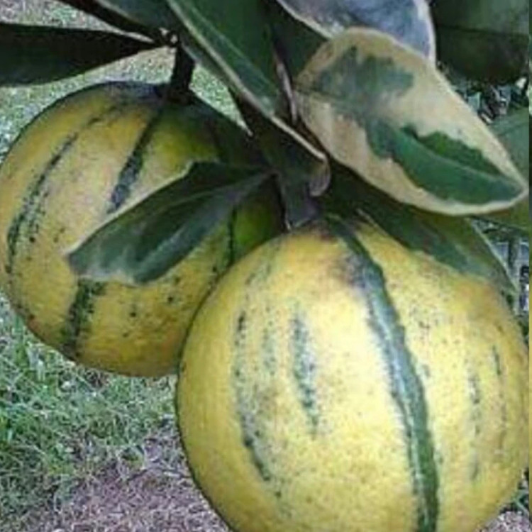 خرید نهال لیمو ترش خونی ابلق اب دار بسیار اقتصادی مقاوم به کم ابی و گرما