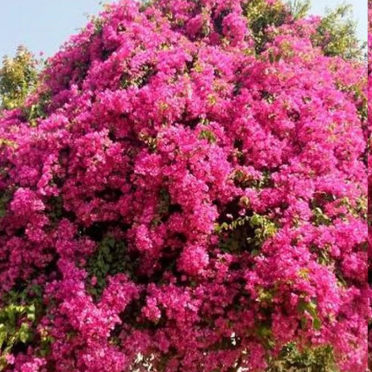 خرید نهال گل کاغذی صورتی کله قندی گلهای بزرگ و زیبا مقاوم به کم ابی و گرما