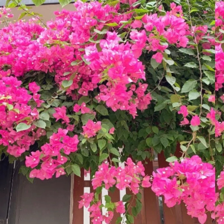خرید نهال گل کاغذی صورتی کله قندی گلهای بزرگ و زیبا مقاوم به کم ابی و گرما