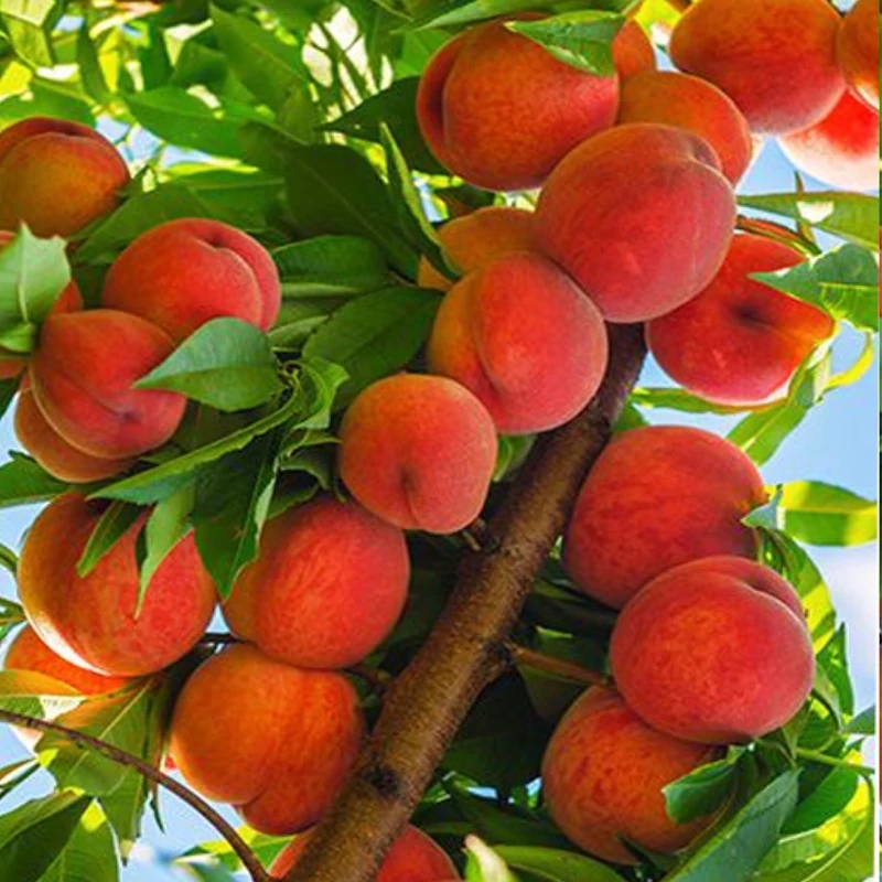 خرید نهال هلو سوپر درشت شیرین اب دار بسیار اقتصادی مقاوم به کم ابی و سرما
