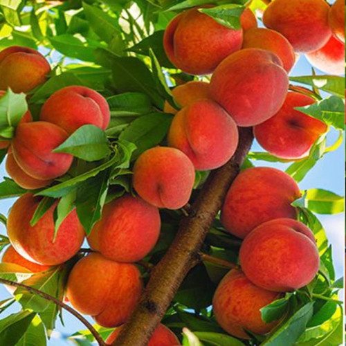 خرید نهال هلو سوپر درشت شیرین اب دار بسیار اقتصادی مقاوم به کم ابی و سرما