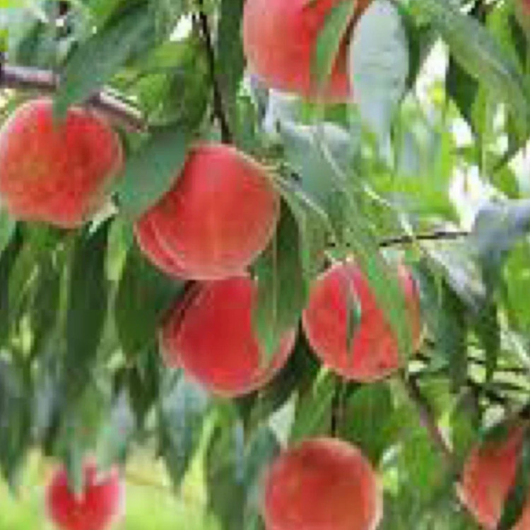 خرید نهال هلو سوپر درشت شیرین اب دار بسیار اقتصادی مقاوم به کم ابی و سرما