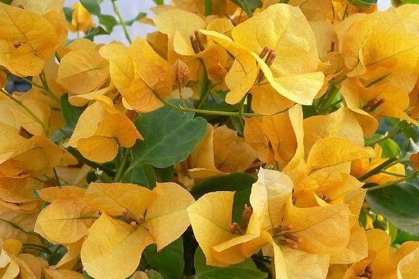 خرید نهال گل کاغذی زرد با گل های بزرگ وزیبا ومقاوم به کم ابی و گرما