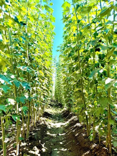 خرید نهال صنوبر کبوده دسته طی بزرگ بسیار اقتصادی مقاوم به کم ابی و گرما