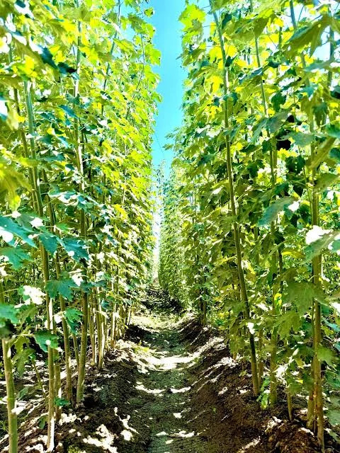 خرید نهال صنوبر کبوده دسته طی بزرگ بسیار اقتصادی مقاوم به کم ابی و گرما