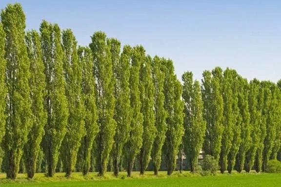 خرید نهال صنوبر کبوده دسته طی بزرگ بسیار اقتصادی مقاوم به کم ابی و گرما
