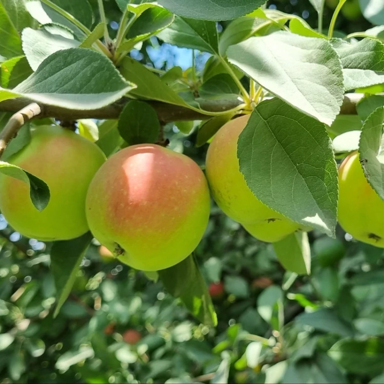 خرید نهال سیب گلاب تابستانی درشت شیرین اب دار بسیار اقتصادی مقاوم به کم ابی و سرما