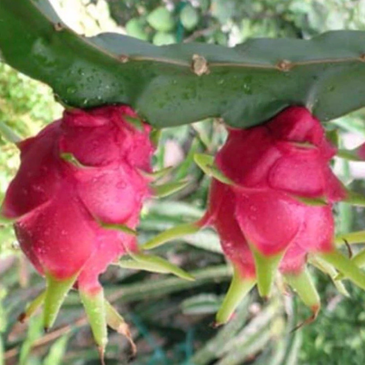 خرید نهال دراگون فروت بنفش-قلمه 15-10سانتی درست خوشمزه بسیار اقتصادی مقاوم به کم ابی و سرما