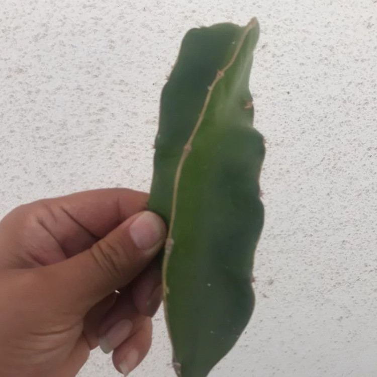 خرید نهال دراگون فروت بنفش-قلمه 15-10سانتی درست خوشمزه بسیار اقتصادی مقاوم به کم ابی و سرما