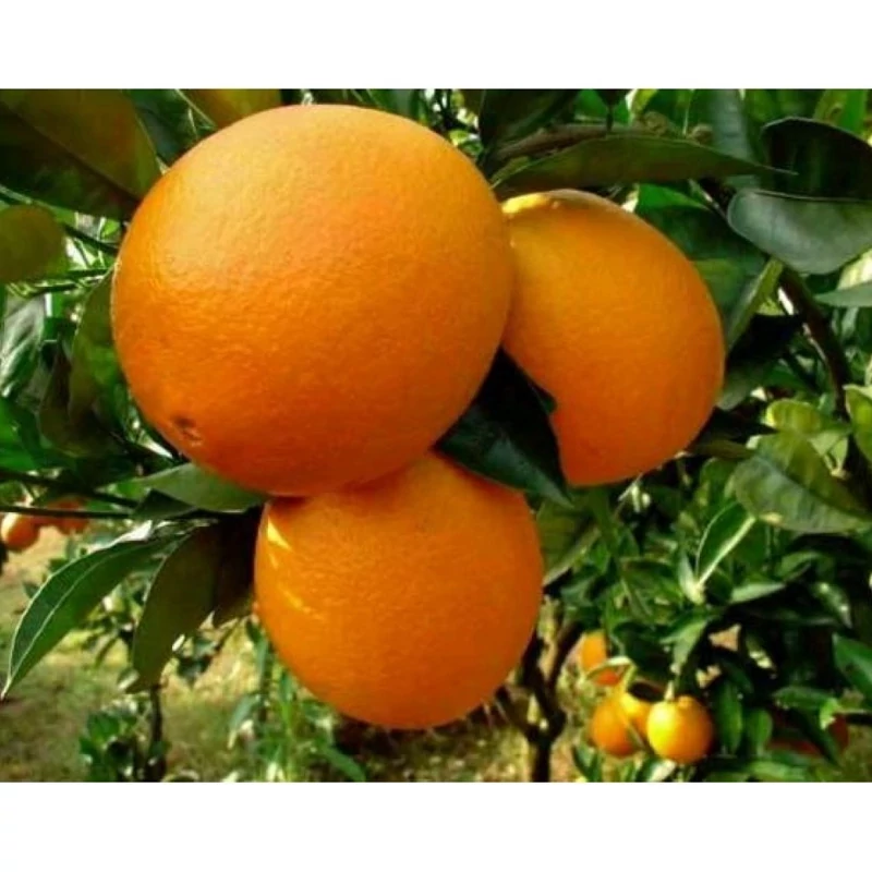 خرید نهال پرتقال ناول واشنگتون درشت شیرین اب دار بسیار اقتصادی مقاوم به کم ابی و سرما