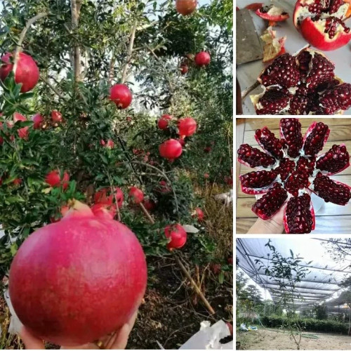 خرید نهال انار درشت شیرین هیبرید درشت اب دار بسیار اقتصادی مقاوم به کم ابی و سرما