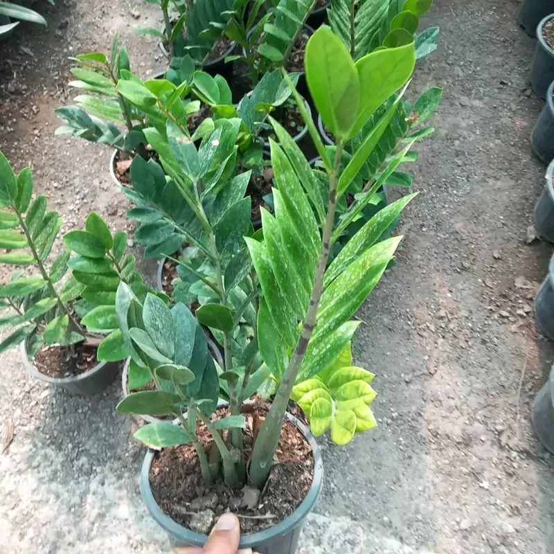 خرید نهالبوته زاموفولیا سبز هلندی زیبا بسیار اقتصادی مقاوم به کم ابی و گرما