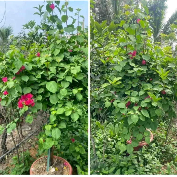 خرید نهال گل کاغذی بزرگ در گلدان بزرگ زیبا مقاوم به کم ابی و گرما