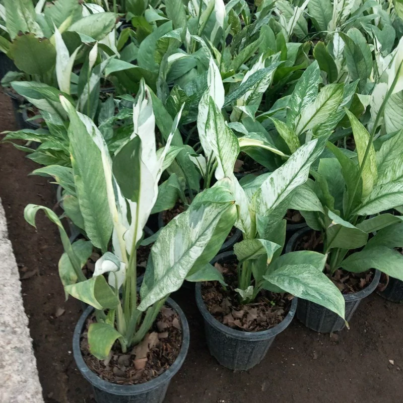 خرید نهال اسپاتی ابلق زیبا بسیار اقتصادی مقاوم به کم ابی و گرما
