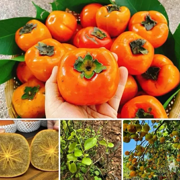خرید نهال خرمالو شکلاتی درشت شیرین اب دار بسیار اقتصادی مقاوم به کم ابی و سرما