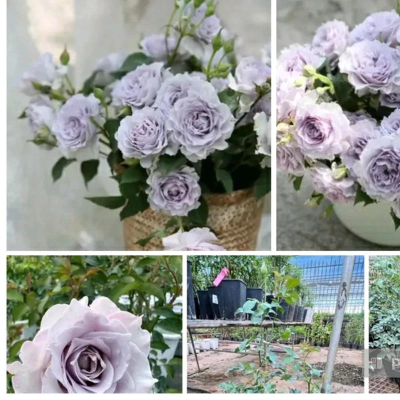 خرید نهال رز بنفش کم رنگ با گلهای بزرگ و بسیار زیبا مقام به کم ابی و گرما