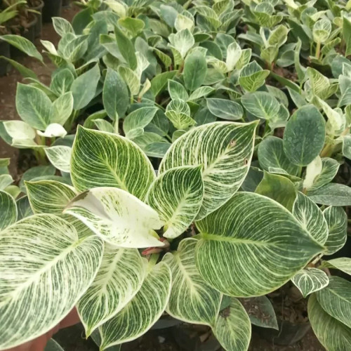 خرید بوته فیلندندرون برکین با برگ های سبز بزرگ بسیار اقتصادی مقاوم به کم ابی و گرما